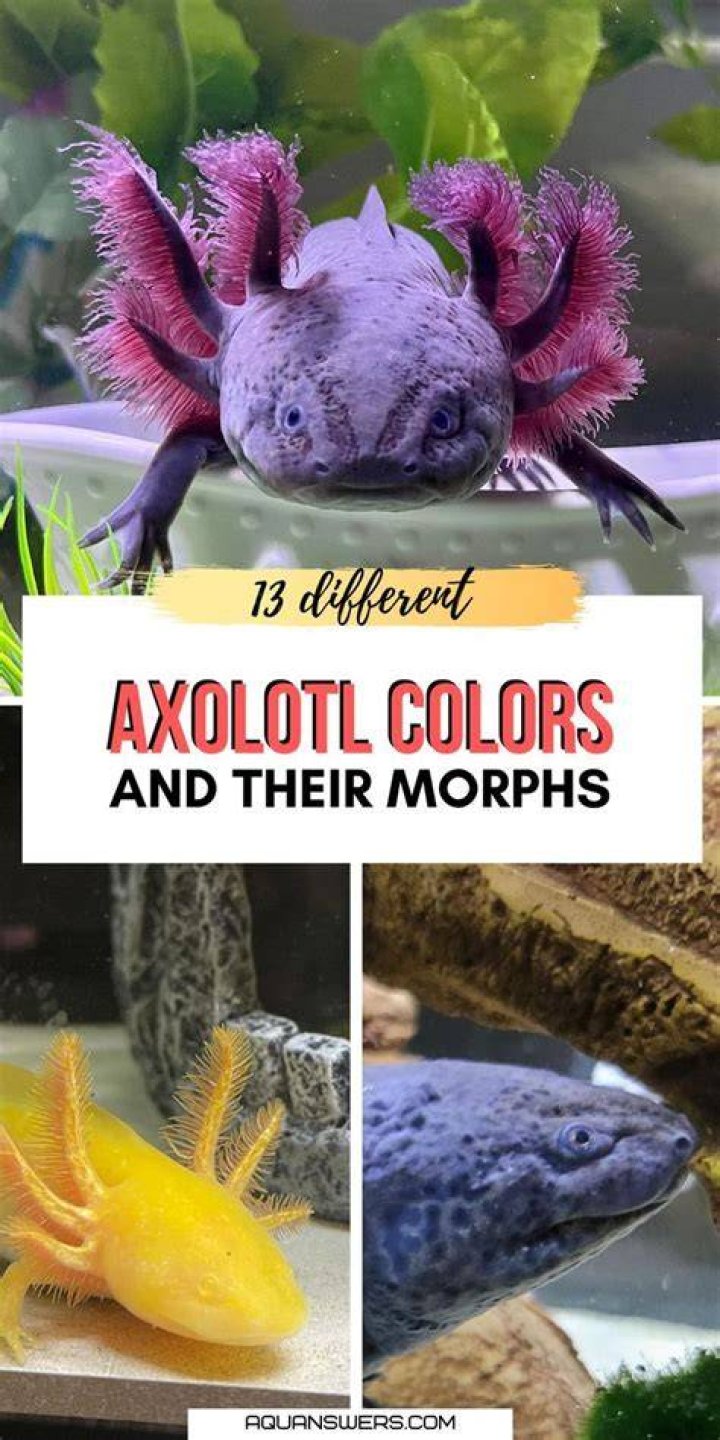 47 Boa Morphs & Colors (With Pictures) Pet Keen