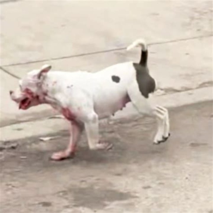 A killer dog attacks in White Dog.