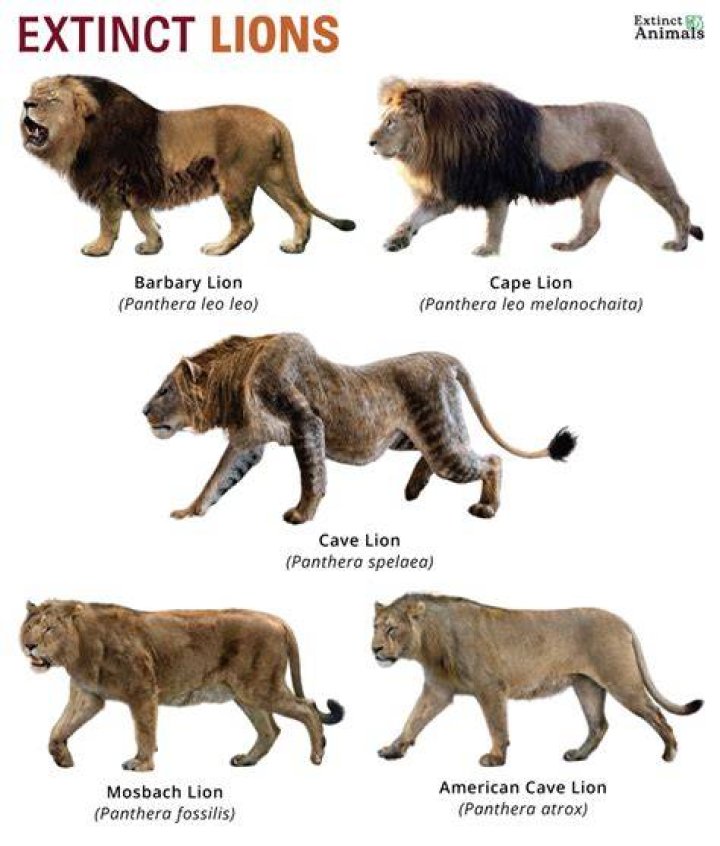 A lion looked into a man's bedroom