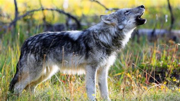 A real wolf in the woods in Frozen