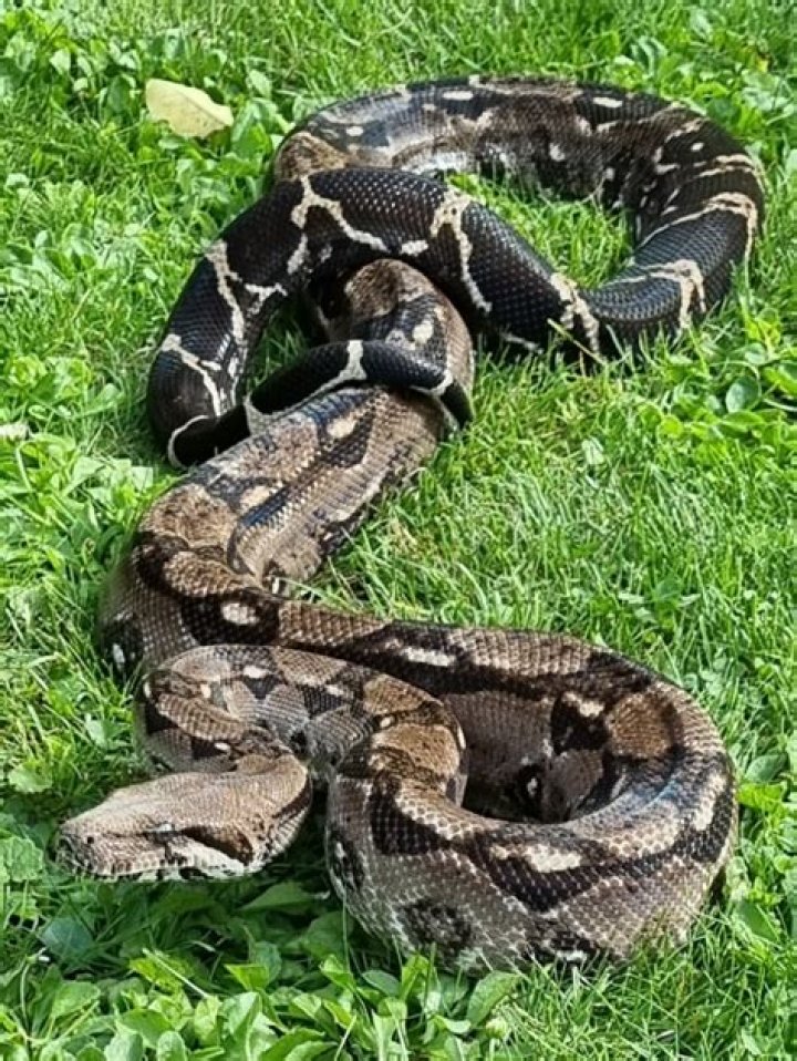 Albino (Kahl) Boa Constrictor Traits Morphpedia