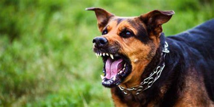 An attacking dog in The Pack.