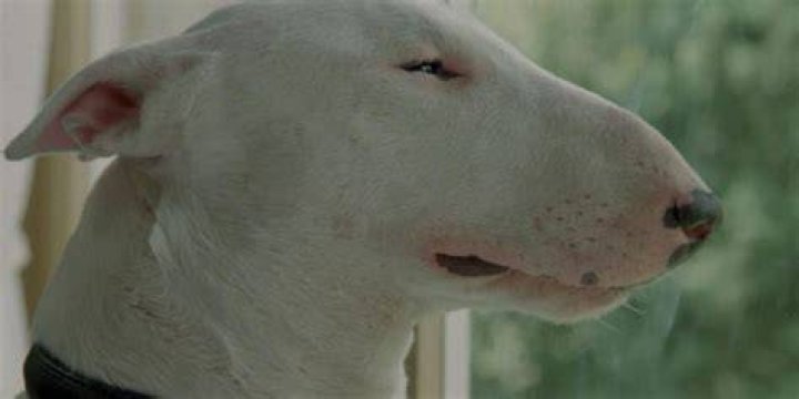 Baxter the killer dog looking out a window.