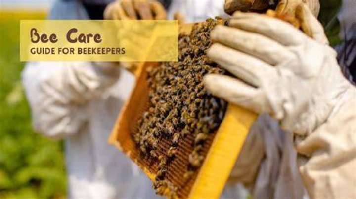 نشرة كريم BEE CARE بي كير ملطف ومعالج للجروح والحروق
