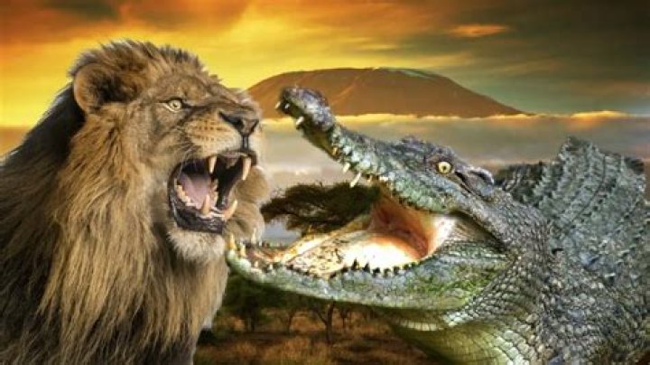 Crocodile vs Lion r/natureismetal