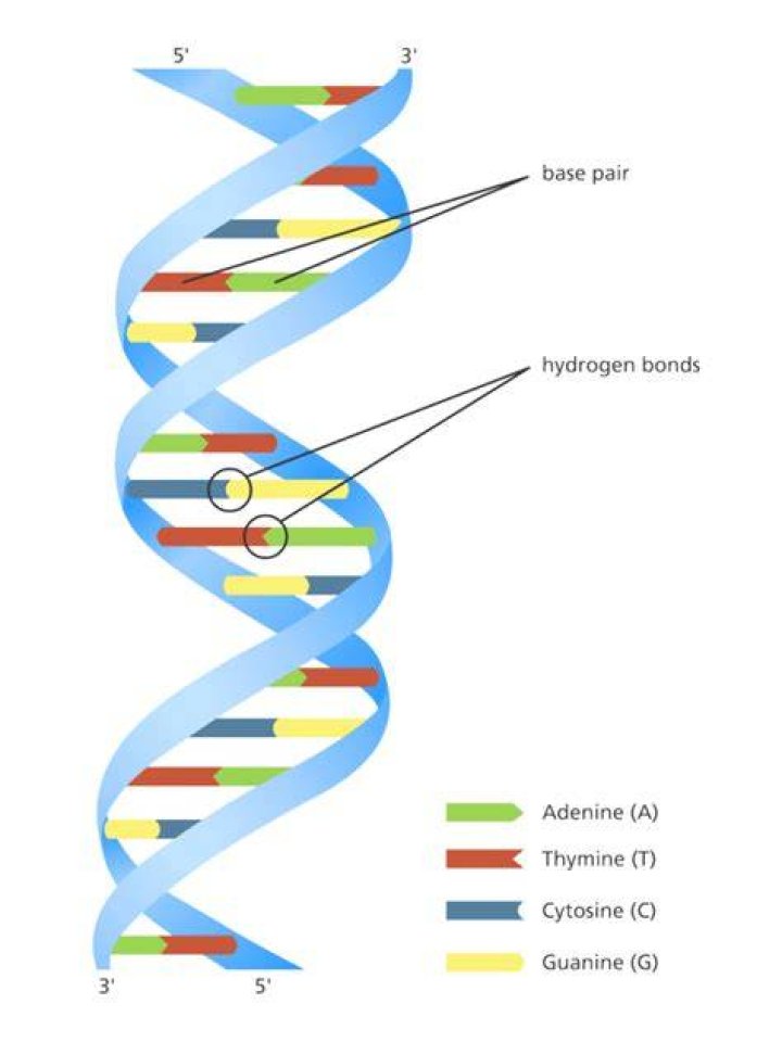 شروط عمل تحليل dna - موقع فكرة