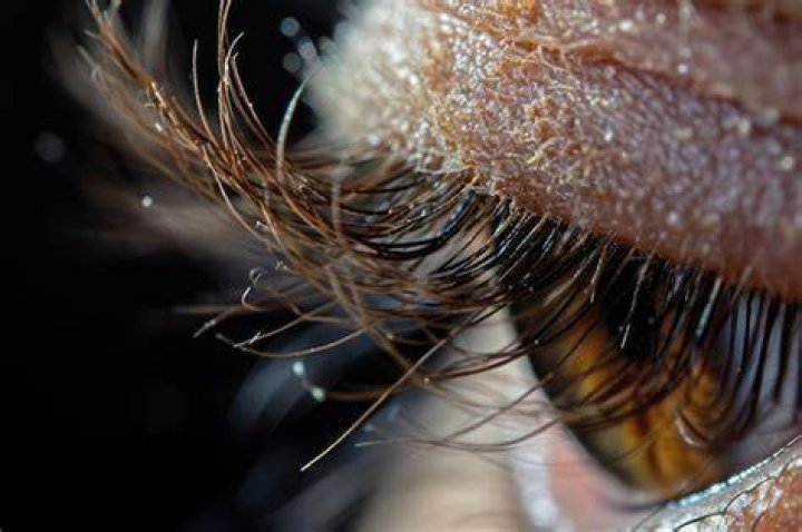 Eyelashes close-up
