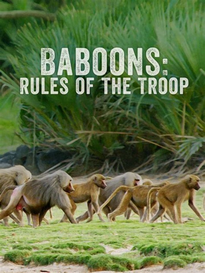 Fierce troop of baboons fought off a leopard