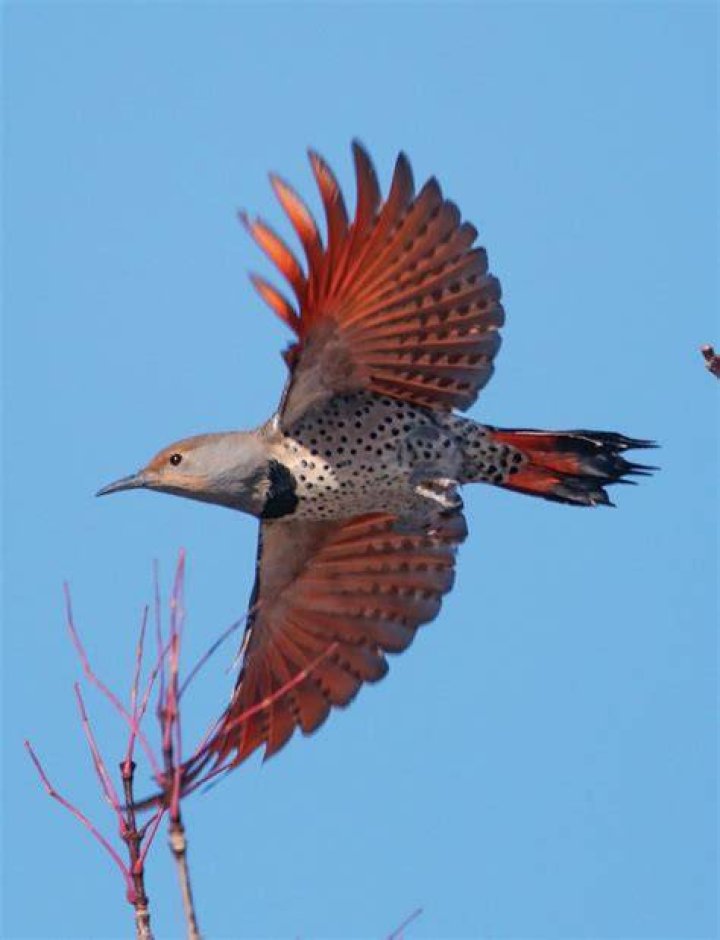 flicker coveer