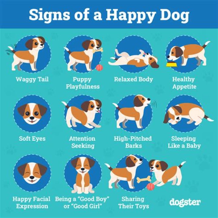 Happy Paws charges $16.00 plus $1.50 per hour to keep a dog during the day. Woof Watchers charges $1