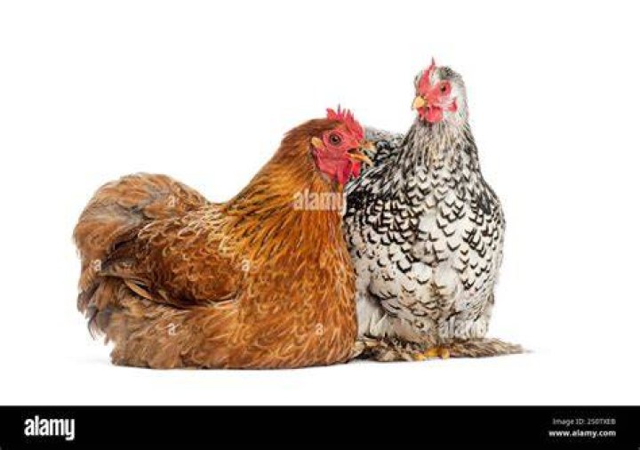 Hen and Junior lying together in Foe
