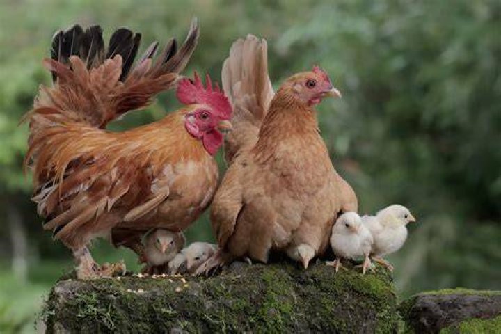 Hen on the farm in Foe