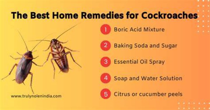 How to get rid of cockroaches at home