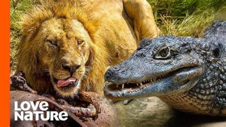 Lion vs. Crocodile 2 Top Predators Battle It Out in Botswana