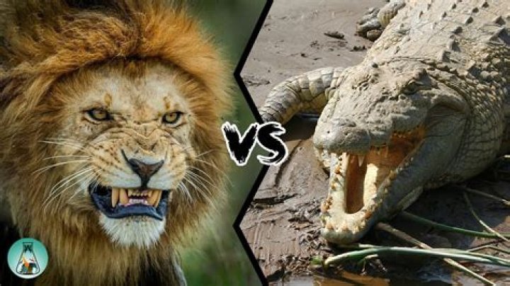 Lion Vs Crocodile