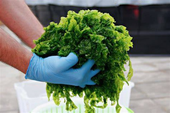 New Hampshire seaweed law
