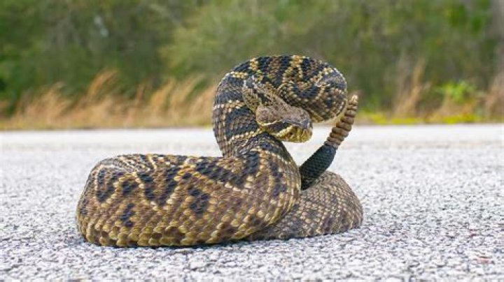 Rattlesnakes, Texas, United States, South Africa