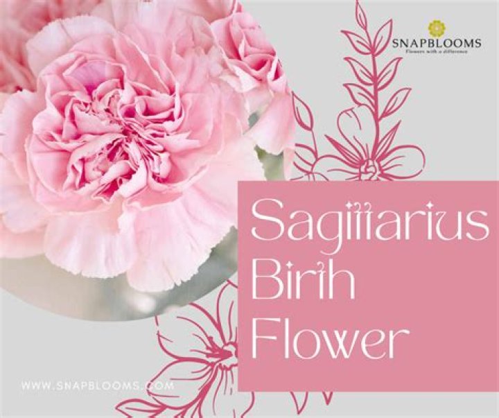 Sagittarius Flower Birth Flowers for Sagittarius Zodiac Signs