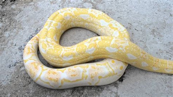 Sharp Albino Boa YouTube