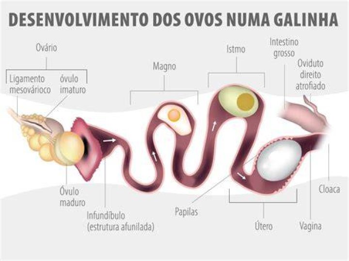 Sistema Reprodutor Da Galinha SOLOLEARN