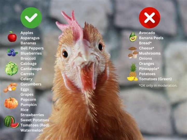 THE FOOD TEST Do Chickens have vaginas? YouTube