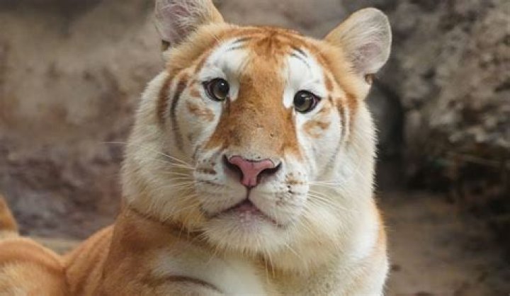 Tiger, viral video, TikTok, Dubai Tiger, viral video, TikTok, Dubai