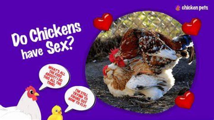 Unveiling The Mystery: Do Chickens Have Vaginas?