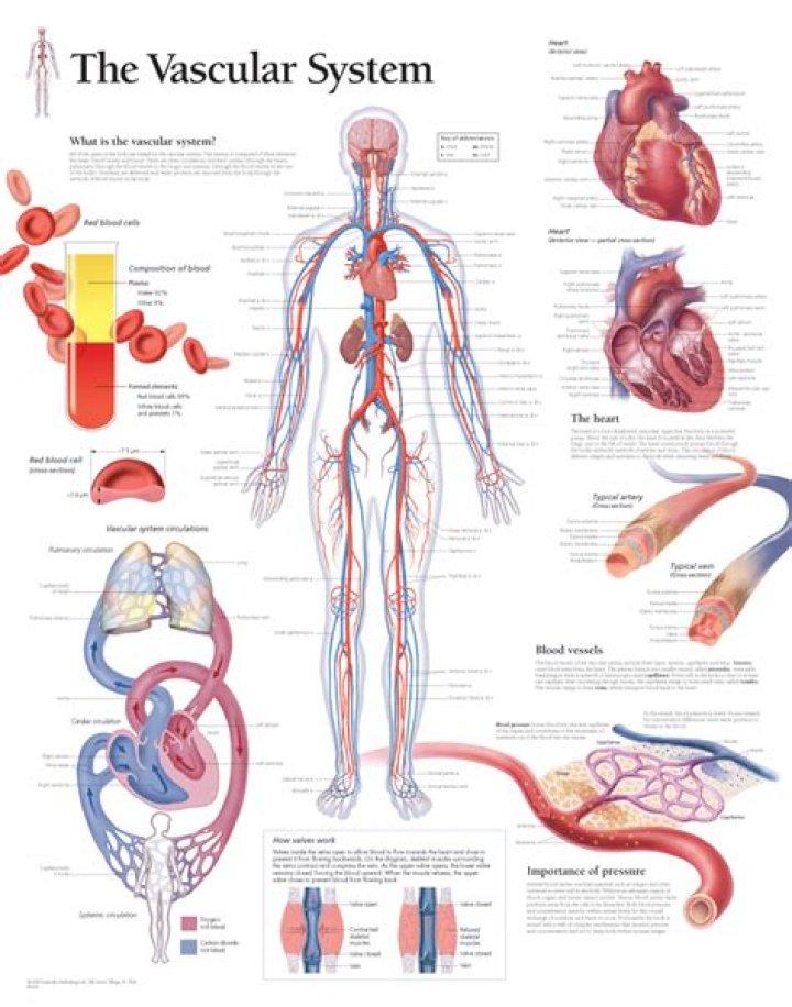 نشرة دواء فاسكولار Vascular لتحسين الدورة الدموية